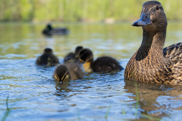 mallard ducklings swimming on a lake