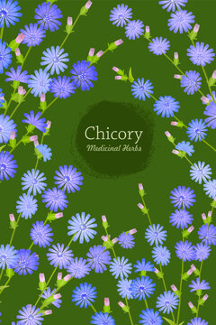banner with blooming chicory flowers. card with Cichorium intybus wildflowers on green background. medicinal herbal Common chicory