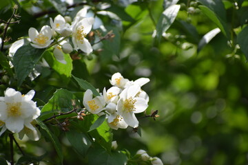 white flowers of the jasmine bush