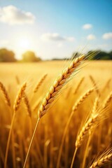 Golden wheat swaying gently in the summer sun, ripe for harvest A picturesque scene of abundant farmland ready for reaping Golden fields stretch to the horizon , texture, natural