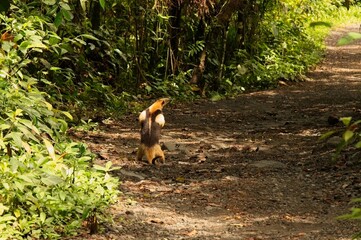 anteater in a rainforest in Costa Rica