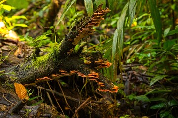 plants in a rainforest in Costa Rica