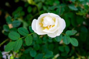 White rosehip flower