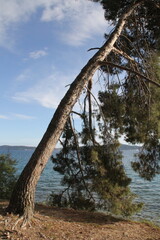 pine tree, pine tree by the sea, bent tree