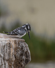 Pied Fisher hunting!