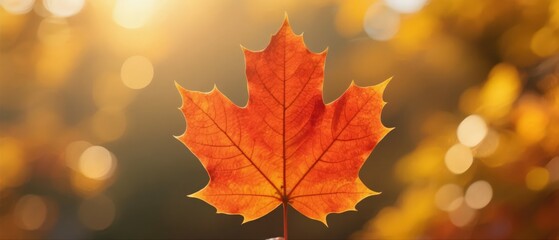Fototapeta premium Vibrant Orange Maple Leaf Against Golden Bokeh Background