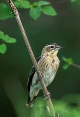 seedeater bird on a tree branch in Africa