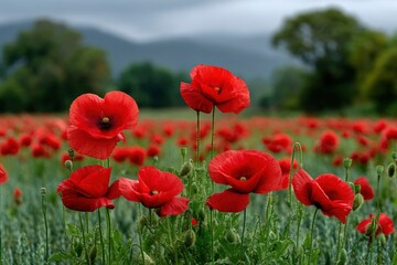 Obraz premium A field of red poppies in full bloom with blurred trees and a mountain range in the background under a cloudy sky