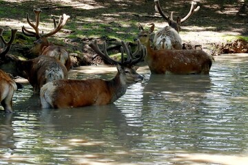 cerf