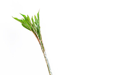 single tropical sprout of amorphophallus konjak gracefully from its stalk, fresh green leaves in home potted plant on white background, symbolizing purity, renewal, and beginning of growth copy space