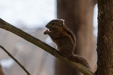 Zlin, Czech Republic - February 15, 2025: Animals in the zoo