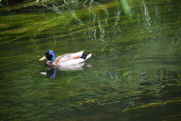 a beautiful shot of a duck in lake © MARIA