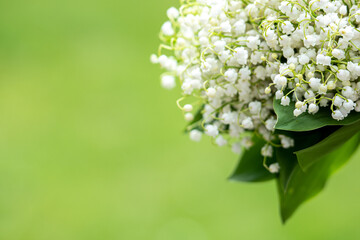 Bouquet of beautiful white lily of the valley flower on a green background, copy space