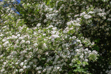 Spring is coming