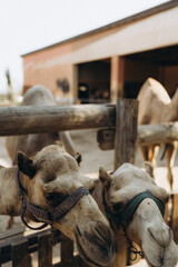 Camels in a paddock on a sunny day. Close-up and wide shots of friendly animals at a farm or safari park. Rustic and natural atmosphere.
