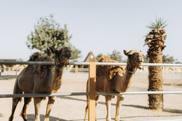 Camels in a paddock on a sunny day. Close-up and wide shots of friendly animals at a farm or safari...