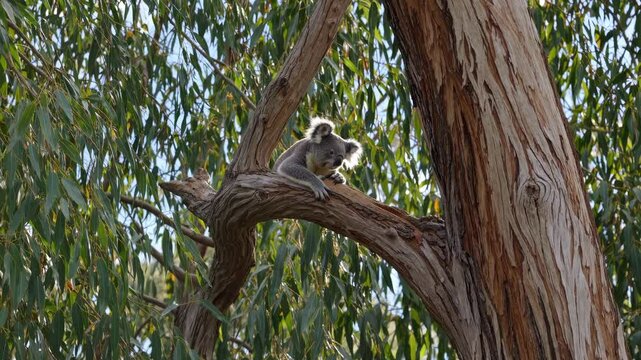 Koala Bear Resting in Australian Foliage