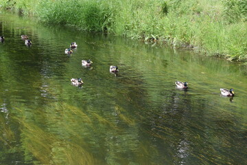 ducks on the lake ...