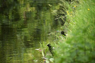 a closeup shot of a bird in the lake