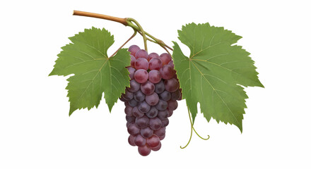 Fototapeta premium High-quality realistic image of a bunch of purple grapes hanging from a light brown stem. Featuring tightly clustered fruits and large, green, toothed leaves with prominent veins, ideal for vector use
