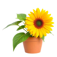 Obraz premium Sunflower in pot isolated on transparent background