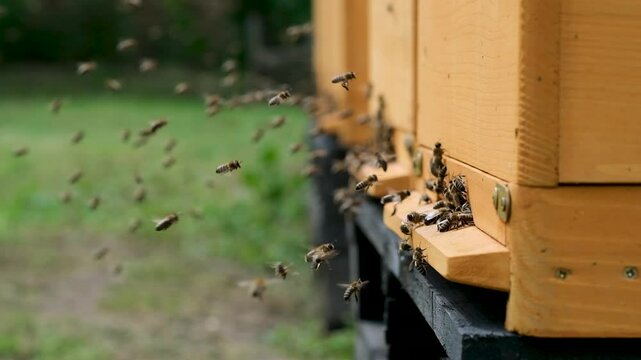 A lot of bees returning to bee hive and entering beehive with collected floral nectar and flower pollen. Swarm of bees collecting nectar from flowers. Healthy organic farm honey. Slow-motion video