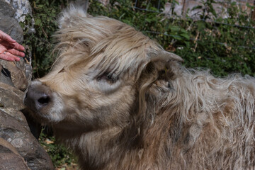 Obraz premium Kalb, Schottisches Hochlandrind