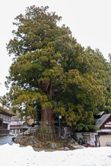 Tall Japanese tree in Nagano region