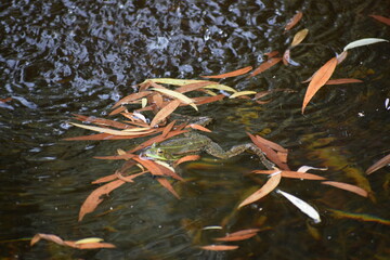water drops on the river © MARIA