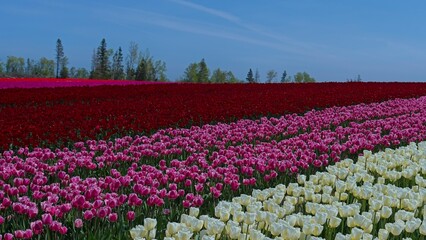 Field of Tulips