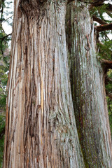 Closeup of an old and tall cedar tree