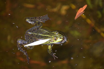 green fish in the aquarium