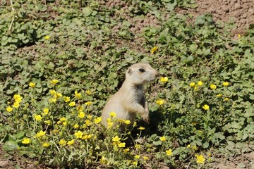 chien de prairie