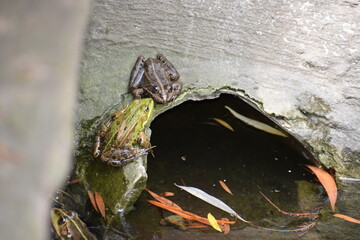 close - up view of frog in the pond