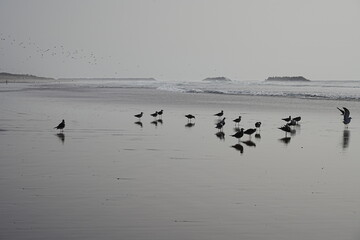Group of seagulls and waves of Atlantic Ocean in African AGADIR city in Morocco