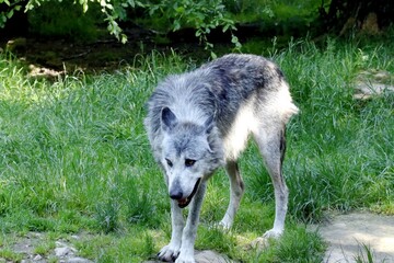loup