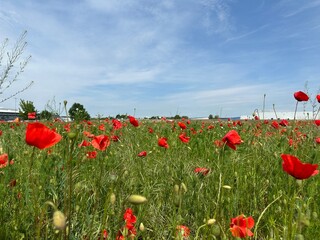red poppies blooming