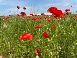 red poppies blooming