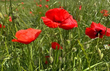 Obraz premium red poppies blooming