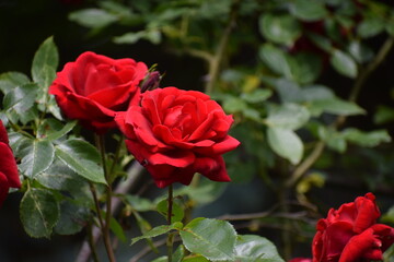 red roses in the garden