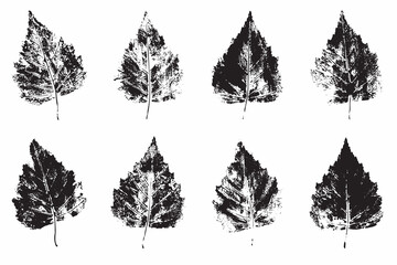 Natural birch leaves imprint, grunge style, vector, isolated, decorative elements for design	

