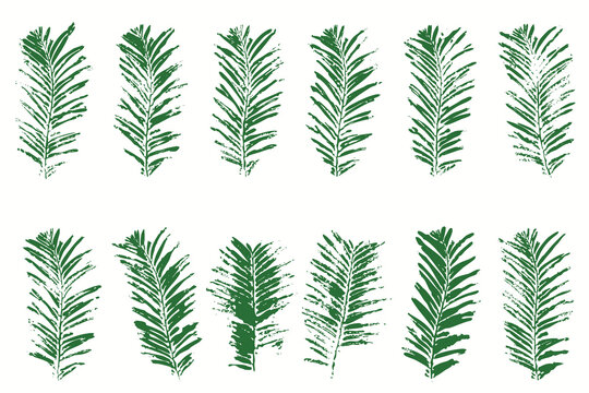 Vector set of fir needle imprints. Natural pine branch prints for Christmas and winter design
