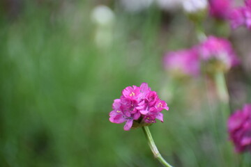 Fototapeta premium beautiful purple flowers in the garden