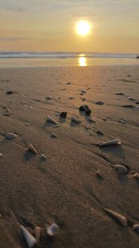 Close-up of a pagurus crawling on a sandy beach at sunrise.