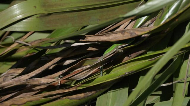 Blue tailed ornate day gecko in natural environment - unedited HLG 