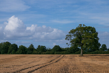 Obraz premium Abgeerntetes Kornfeld mit Traktorspuren und einer Eiche im Sommer.