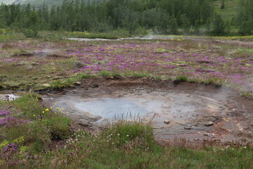 volcanic landscape in Geysir, Iceland with steam coming off hot water in different hydrothermal...