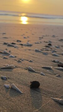 Close-up of a pagurus crawling on a sandy beach at sunrise.