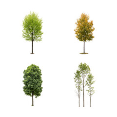 Street summer trees (Chestnut, Quercus rubra, platanus, maple) medium and small isolated png on a transparent background 
