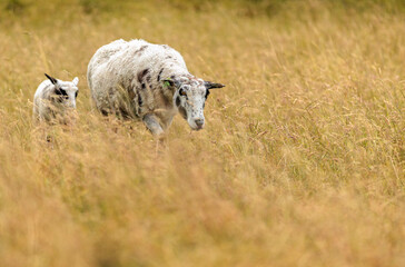 A sheep and its lamb walk through a tall golden grass field in a peaceful rural setting.